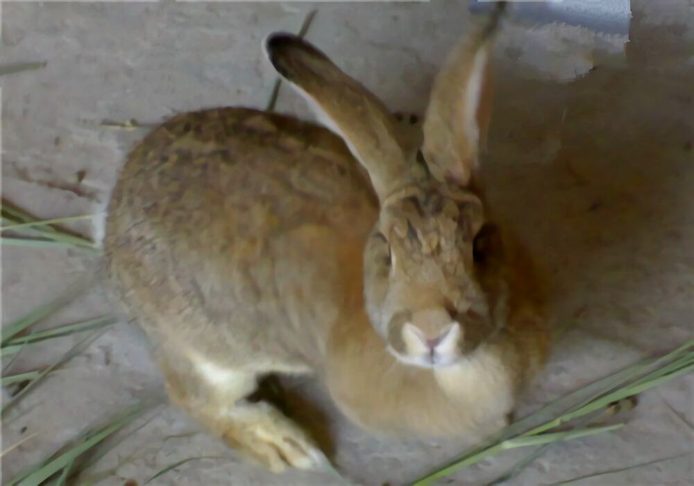 塞北兔身份信息