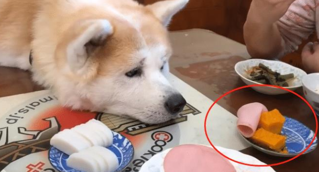 秋田犬已经9岁了,却像“忍者”一样,结果让主人防不胜防