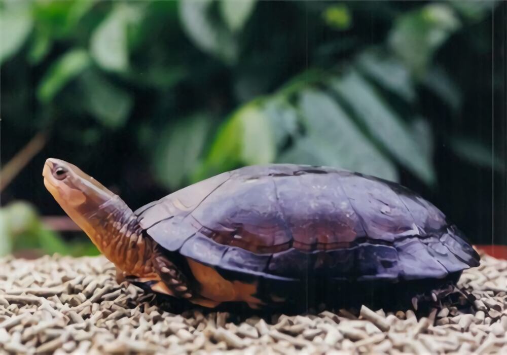 周氏闭壳龟身份信息