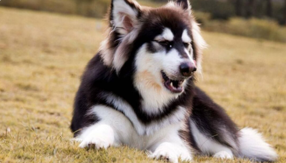 阿拉斯加犬身体出现这些反应，都是在暗示：缺钙了！