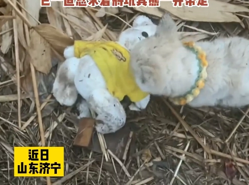 流浪小狗乞求收养者一起带走玩具熊,不想让小熊自己挨饿受冻