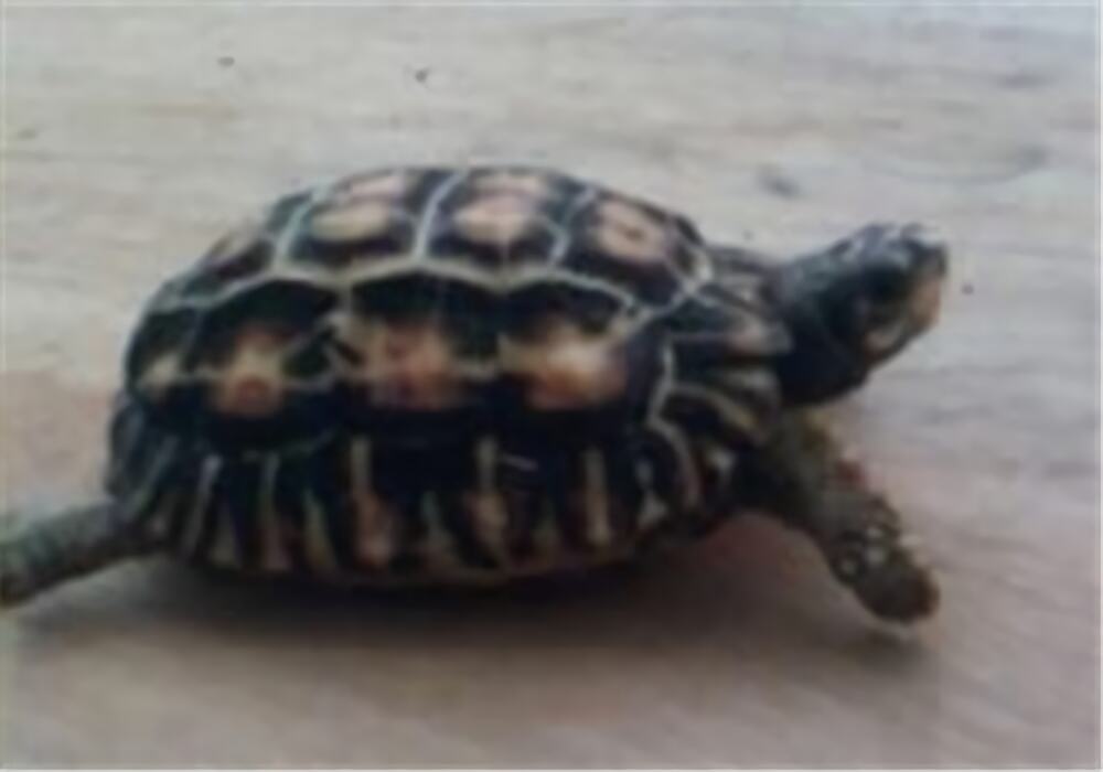 扁尾陆龟身份信息