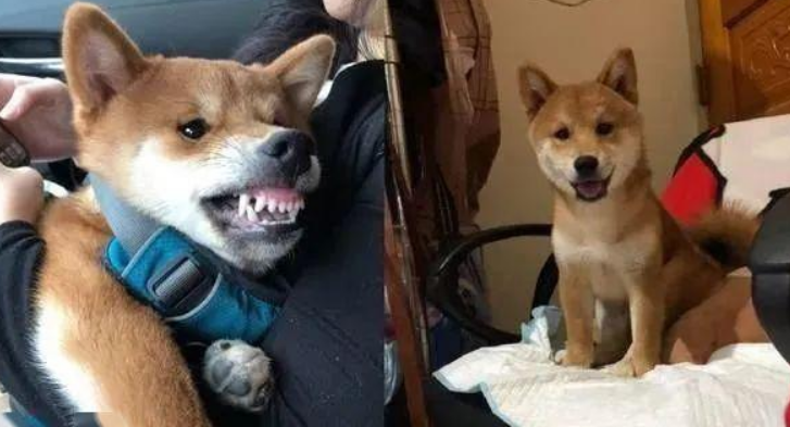 以便文化教育咬人的柴犬，主人用这招确实合理喔