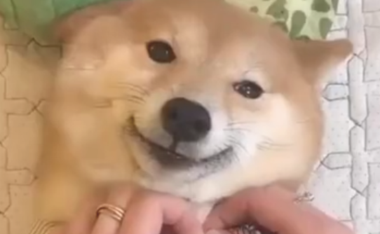 主人家给柴犬脱光衣服,它则是一脸奉承地笑:完后,我不干净了啊!
