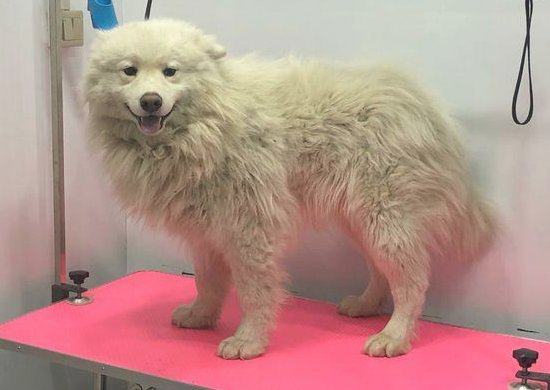 流浪犬走在路上往返徘徊,男孩儿送去宠物用品店后,营业员:捡到宝了