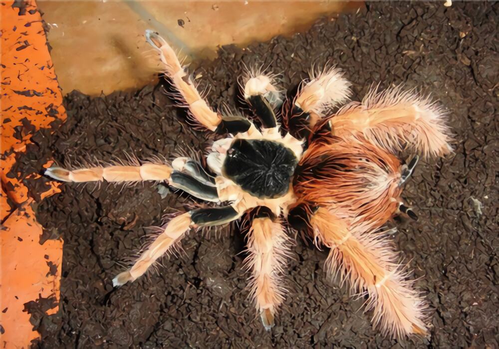 哥伦比亚红脚身份信息