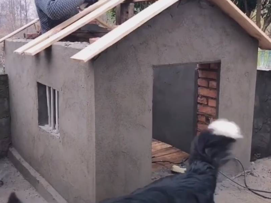 爷爷一开始死活不肯养狗，结果现在都动手给狗狗盖别墅了！