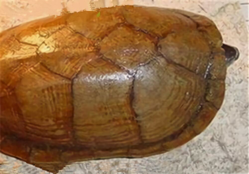 褶皱泥龟身份信息