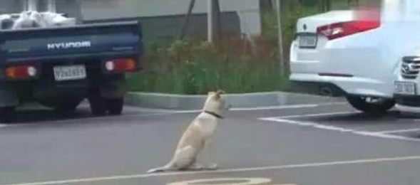 狗狗有间总不回只是坐着地下停车场里，专家建议它有心理障碍，缘故很辛酸