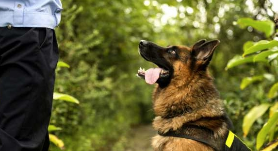警犬街头撒娇卖萌,不想干活,网友:谁还不是个宝宝咋地