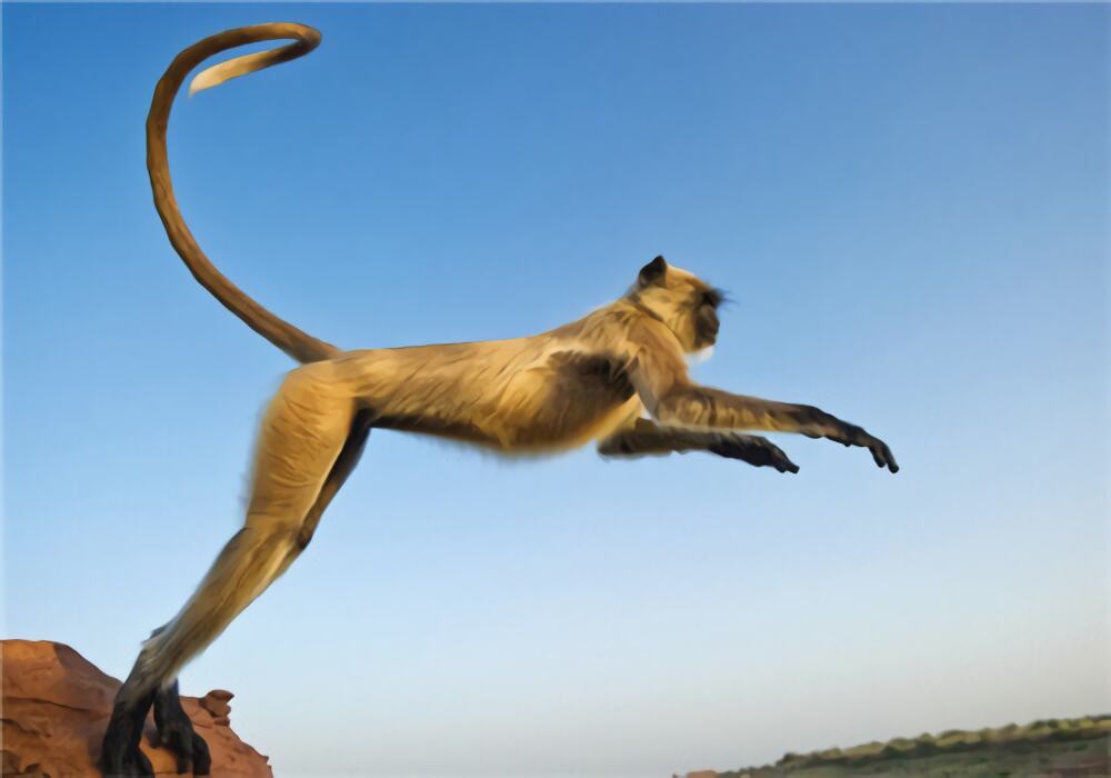 金丝猴身份信息