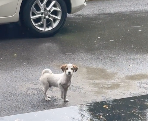经常喂养的流浪狗因大雨没出现,下午竟主动来找女生,结局很完美