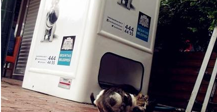 提供食物给流浪猫 | 自动贩卖机,用回收瓶子为流浪猫狗提供食物!