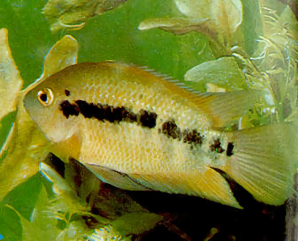 斑尾凤凰身份信息