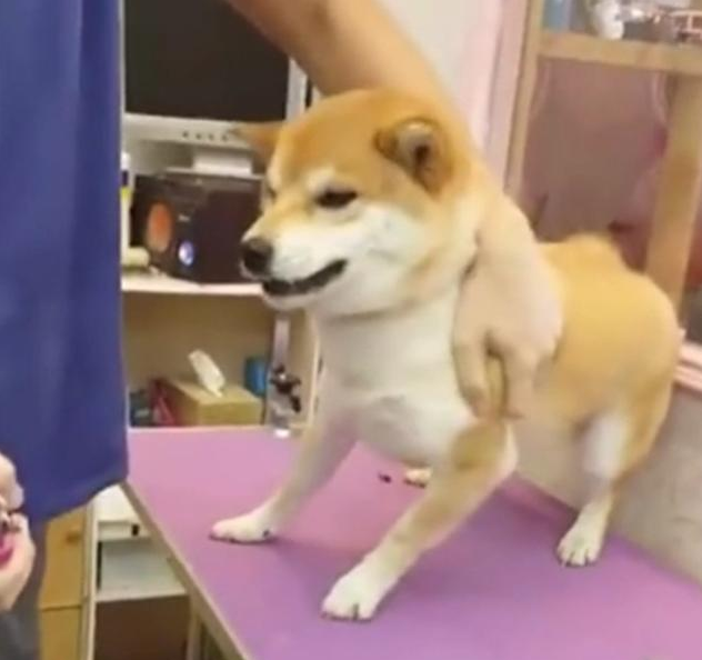 小宠物界奥斯卡最佳男艺人!授于连牙全是戏的柴犬,当之无愧!