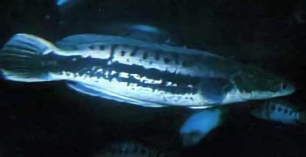 茅尖鱼身份信息