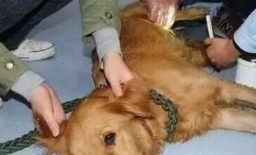 金毛犬为了回家,从狗贩子手里命悬一线,几经磨难终到家。