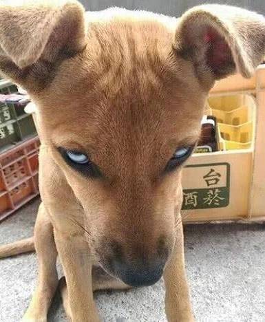女子捡到只流浪狗,狗狗看她的眼神很不对劲,带回家开灯后害怕了!