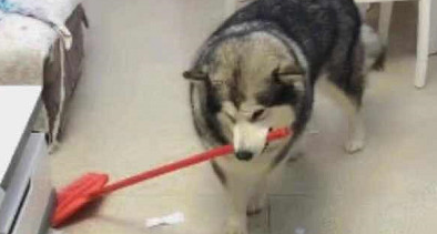 阿拉斯加犬撕家后被猫奴处罚清洁卫生,一脸憋屈又迫不得已从,网民:长记性了吧