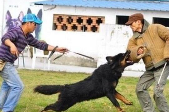 邻居: 狗又不养你要孝顺父母, 网友: 孝顺父母不是天经地义的事吗