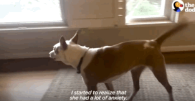 原来狗子也爱冒险，狗子刚到家时胆小如鼠，没多久就开始...