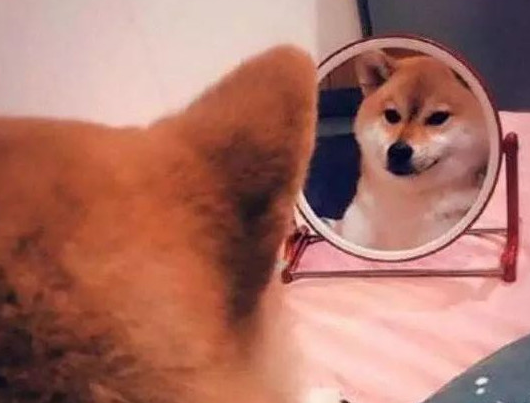 柴犬照镜子后开始不得劲了,还和自身发生争执:里边的家伙快出来!