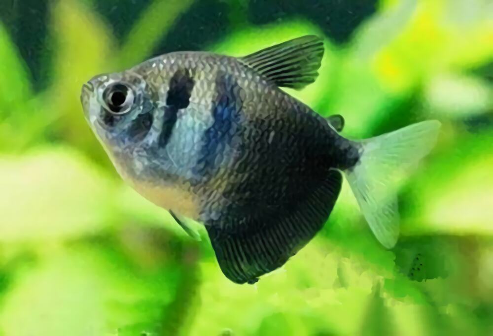 黑裙鱼身份信息