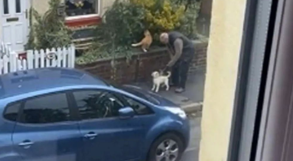 小狗狗要跟邻居家的大橘猫交朋友但没机会,主人在一旁给它神助攻
