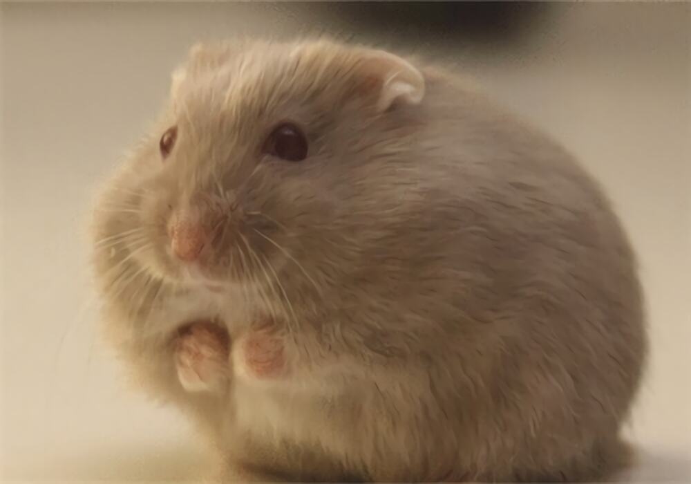 一线仓鼠身份信息