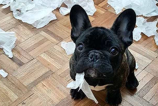 斗牛犬爱翻垃圾桶,主人家居然那样做,吓得狗子撒腿就跑!