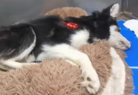 哈士奇不幸患上犬瘟,被主人扔到垃圾桶旁,嘴巴被绑无法呼救!
