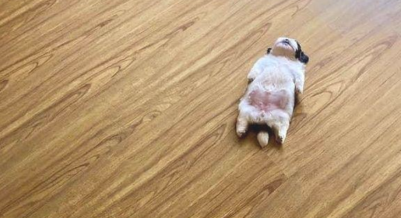 小奶狗坚持不懈仰躺睡觉的姿态,让它迅速变成了网红狗,这也太萌了吧!