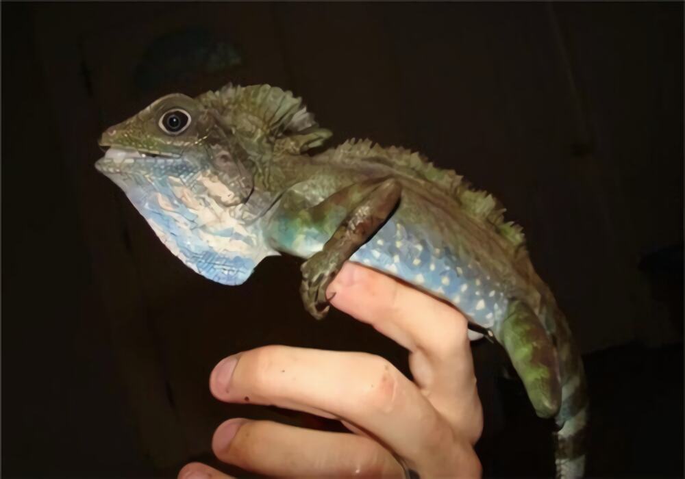 火冠蜥身份信息