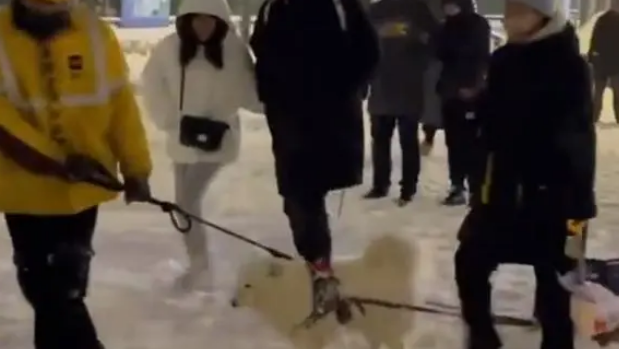被迫营业!外卖小哥让狗狗雪地里拉外卖箱,网友:狗粮得靠自己赚