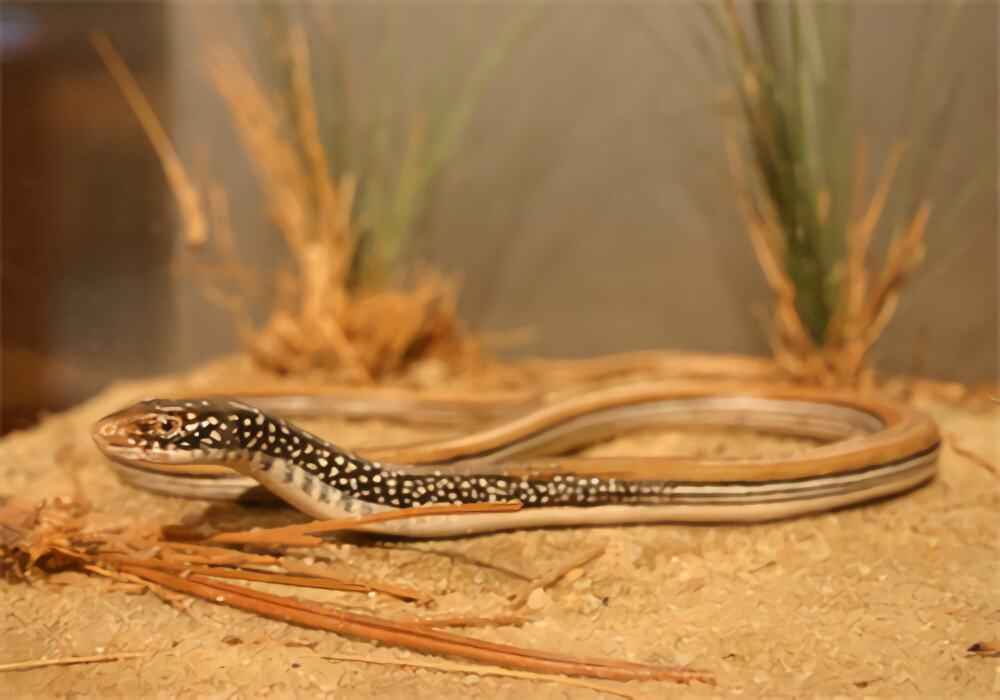 帝王蛇蜥身份信息