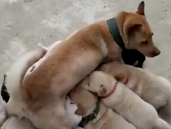 土狗大黄生了一窝小奶狗,连母狗自身都糊里糊涂了,这究竟有几个啊