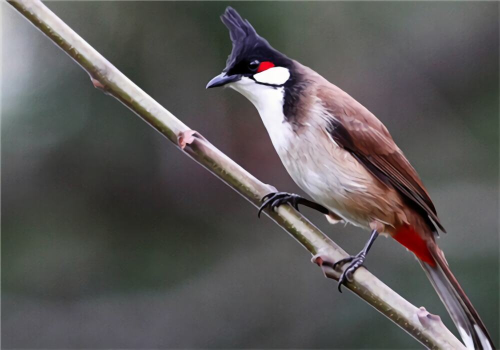 红耳鹎身份信息