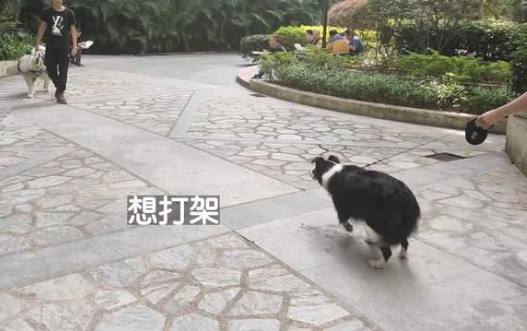 边牧犬进出电梯必扑人,训犬师上门纠正,变得一只猫都不敢扑了