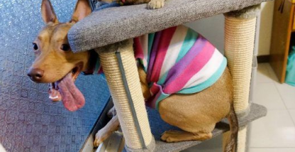 温暖!治愈犬和爱人猫的大家庭 有故事的一狗三猫