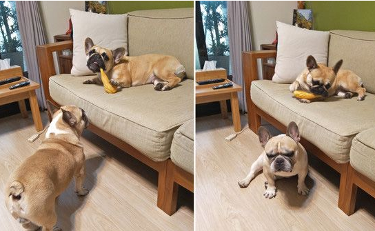 超逗趣法斗犬 爱模仿阿吉仔唱歌的动作