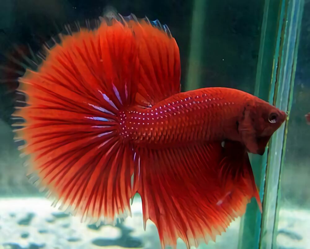 半月斗鱼身份信息