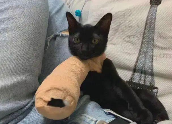 时代变了,现在猫咪的天敌不是狗,而是…