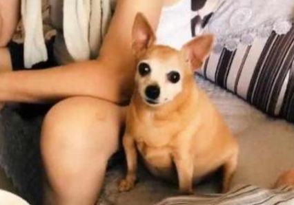 女孩怀孕期间把吉娃娃交给爷爷养,再度看到狗狗,女孩笑喷!