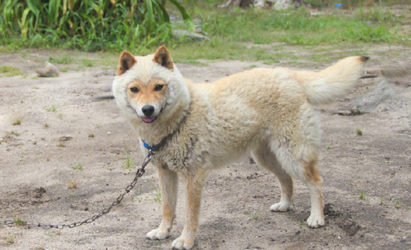 柴犬到换毛期,一时分不清楚它是羊或是小狐狸,我觉得更好像小猴子吧!