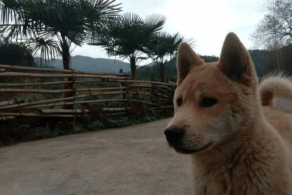 狗狗被车撞后自己找草药吃,主人一查药性惊呆了!