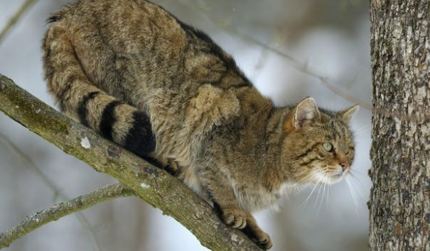 狗比猫忠诚?不知主人已去世,猫咪在医院门口守候数月