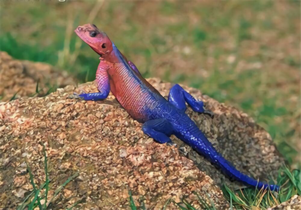 彩虹飞蜥身份信息