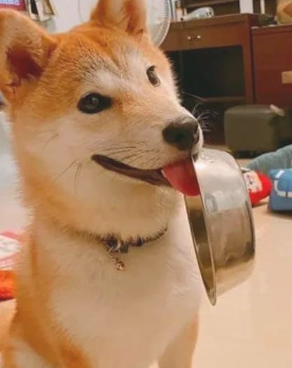 秋田犬自小就喜欢叼碗卖萌,可等它长大以后,铲屎官愣住
