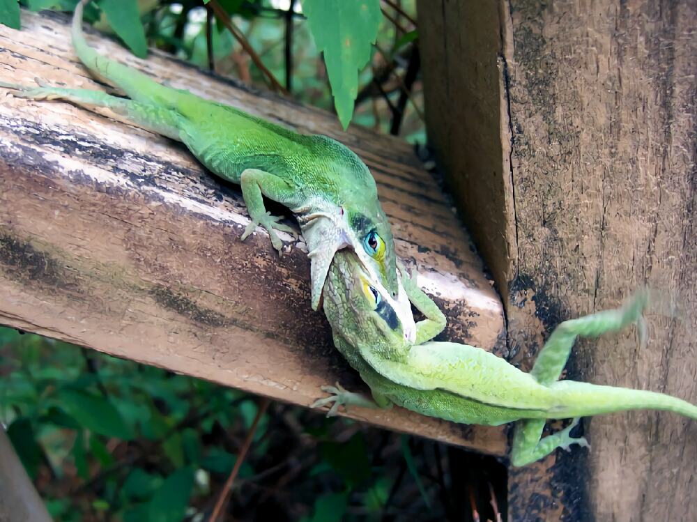 安乐蜥身份信息