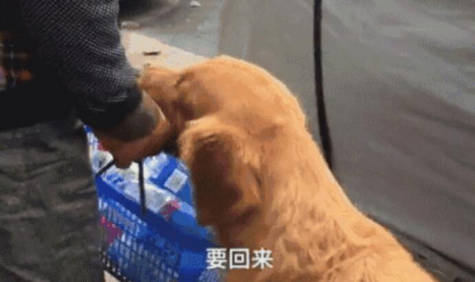 流浪狗狗被女人收留后,掌门人搜集废瓶维持生计
